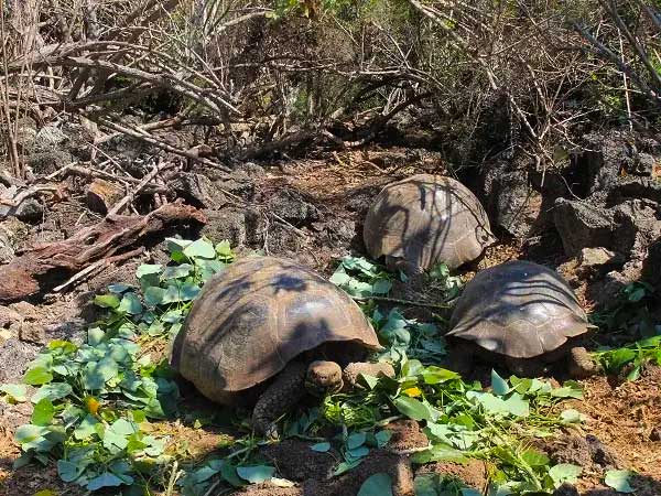 Floreana Island Galapagos Ecuador Tours