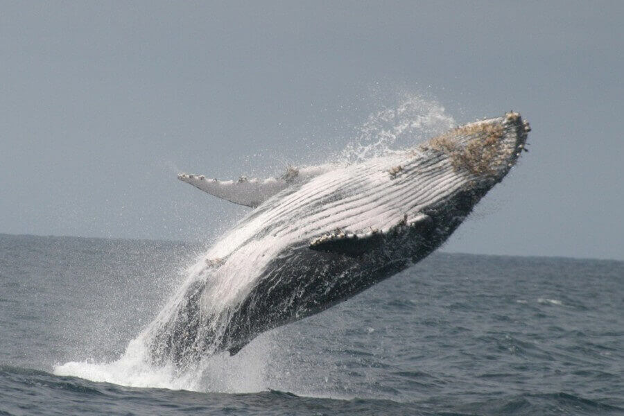 An der ecuadorianischen Küste können Wale beobachtet werden