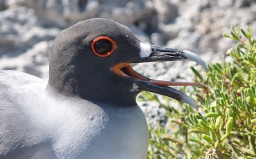 La avifauna de las islas Galapagos es muy diversa.