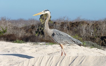 Observa aves de costa y mar durante su Island hopping desde Santa Cruz.