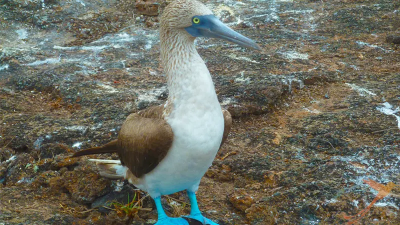 piquero de patas azules