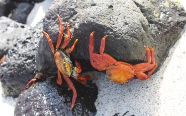 En su Island hopping Tour tambien puede ver cangrejos coloridos
