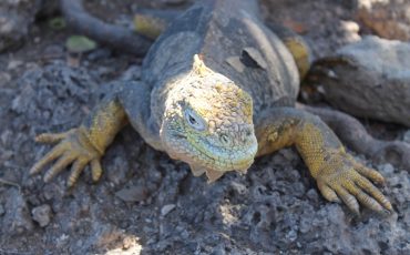 Observa diferentes especies de iguanas durante su Island Hopping Tour.