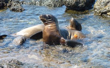 Oberserva lobos marinos jugando en el agua durante su Island hopping Tour.