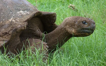 En las Tierras Altas de Santa Cruz se puede observar la tortugas de Galapagos en su habitat natural.