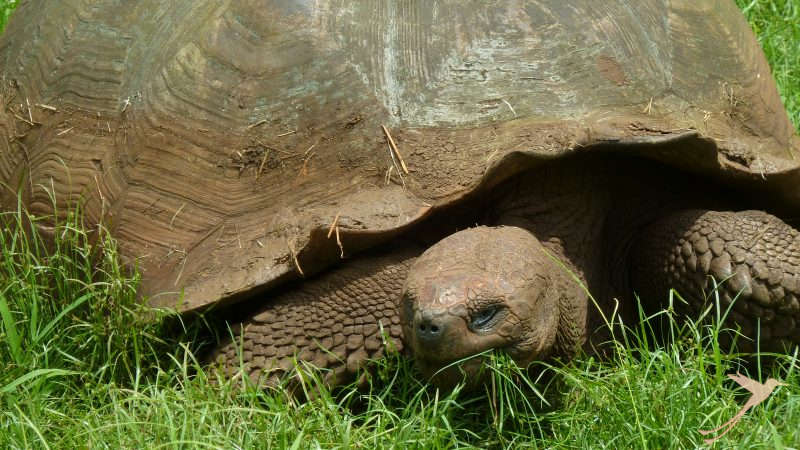 En Santa Cruz puede observar las tortugas de Galapagos en su habitat natural.