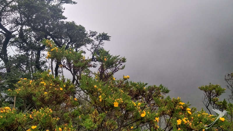 La reserva Yanacocha se encuentra en la region del bosque nublado de Ecuador.
