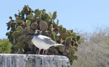 Observa varios aves diferentes durante su Galapagos Island Hopping Tour