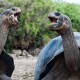 En Galapagos se puede observar animales en su habitat natural