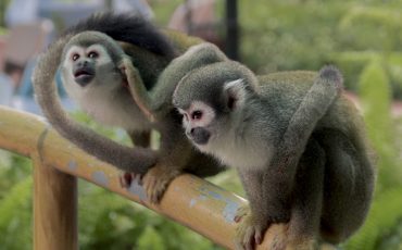 Observa monos en su tour por la reserva Cuyabeno.
