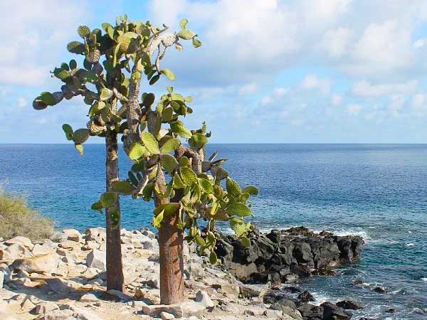 Isla Santa Fé Galápagos | Viajes a Ecuador y Galapagos