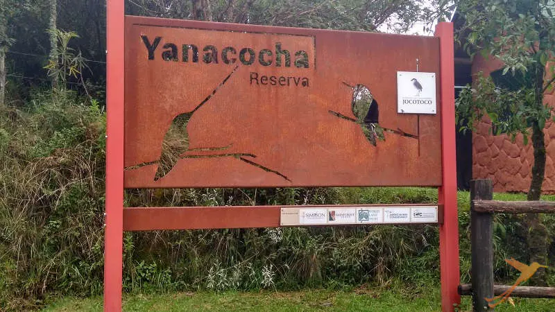 inside the Yanacocha reserve you can find a big variety of hummingsbirds.