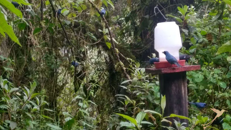 Observe colorful hummingbirds in their natural habitat in the Yanacocha reserve