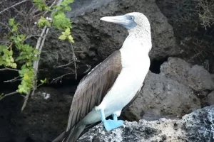bird bluefooted booby galapagos