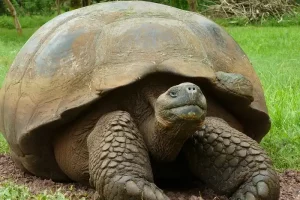 tortuga gigante de las Galápagos, isla de Santa Cruz