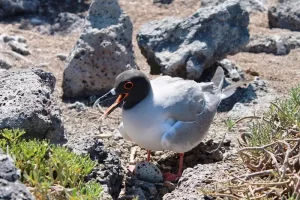 gaviota de lava