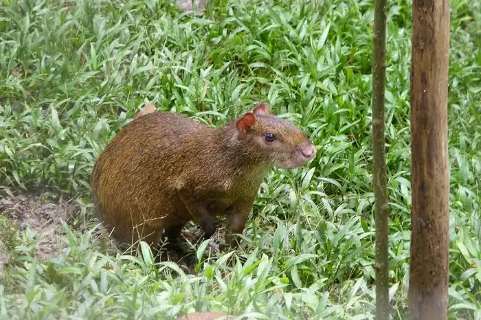 Aguti en el Amazoonico en la región del alto Amazonas