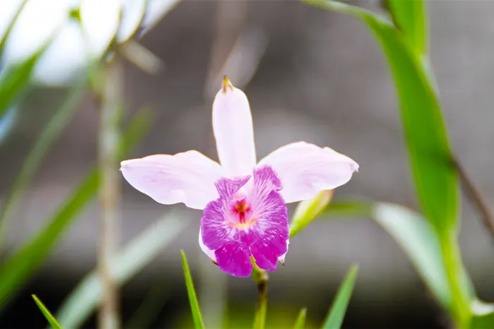 Orquídea en la Amazonía de Ecuador