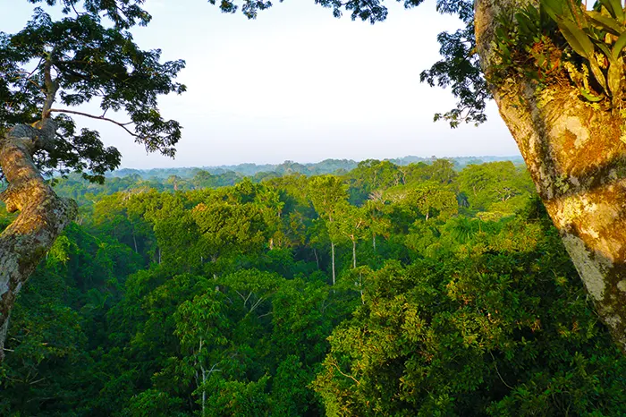 paisaje de la baja amazonia ecuatoriana