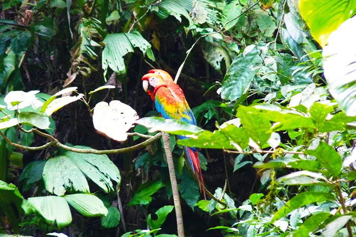 loros en el parque nacional Yasuní en Ecuador