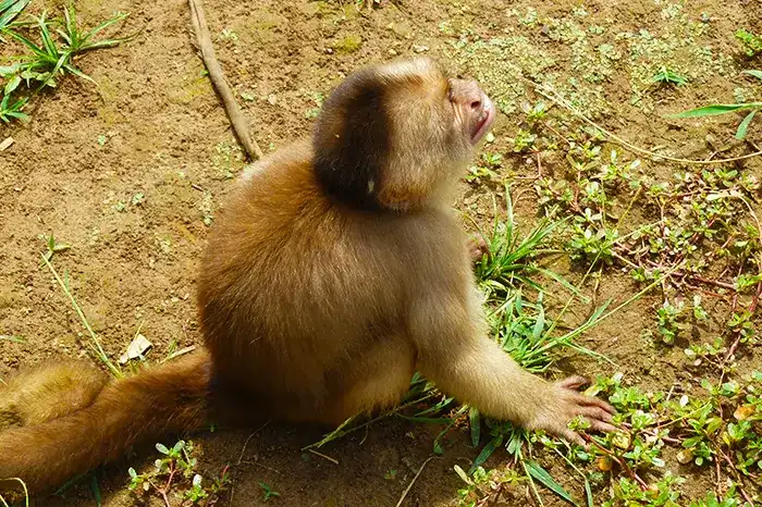 mono en la región amazónica de Ecuador