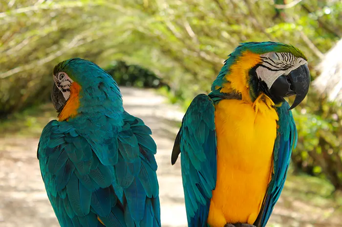 loros en la reserva de Cuyabeno