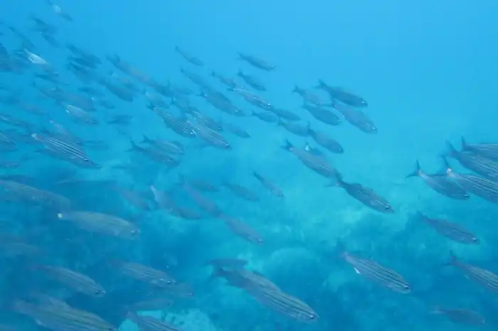 fish swarm in the water at Galapagos