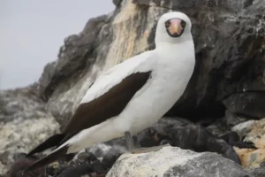 piquero de Nazca en las Islas Galápagos