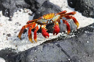 Sally lightfoot crab on the Galapagos Island on a rock