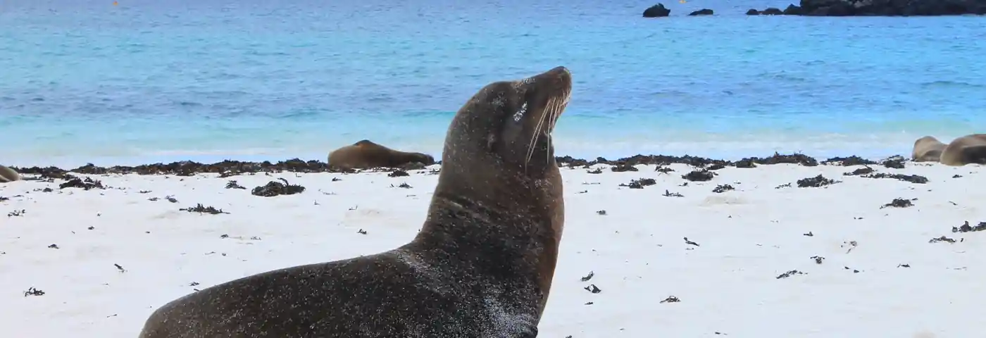 león marino en una playa de arena blanca de la bahía de Gardner