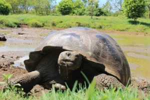 giant Galapagos tortoise on Santa Cruz island