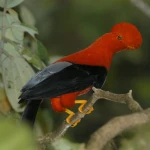 Andean cock of the rock