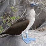 blue footed booby on a rock