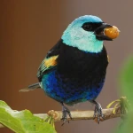 blue necked tanager eating a seed
