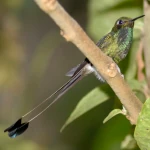 booted racket tail hummingbird