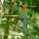broad billed motmot in the forest