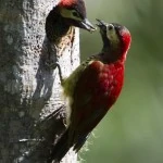 two crimso mantled woodpeckers