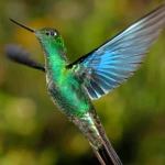 great sapphirewing hummingbird