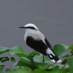grey masked water tyrant on leafs
