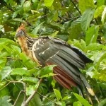 hoatzin in the jungle