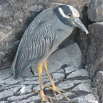 Lava heron on rocks