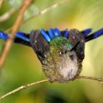 long tailed slyph on a branch