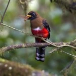 Masked trogon in the trees