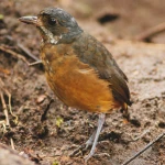 a Moustached Antpitta on the ground