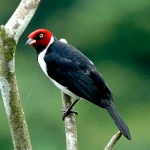 redcapped cardinal