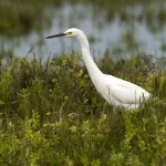 snowy egret in swampland
