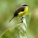 social Flycatcher on a leaf