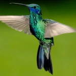 hummingbird Sparkling violetear