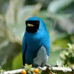 blue swallow tanager in Ecuador
