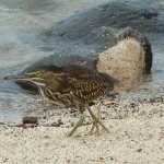 juvenile striated heron in Ecuador